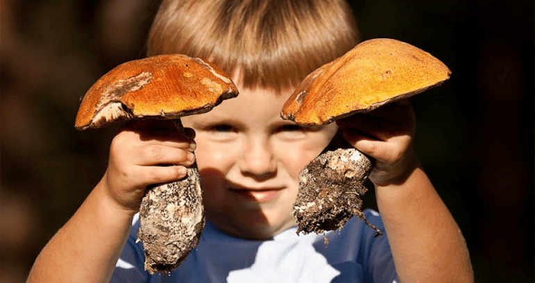 Давать грибы ребенку в пищу
